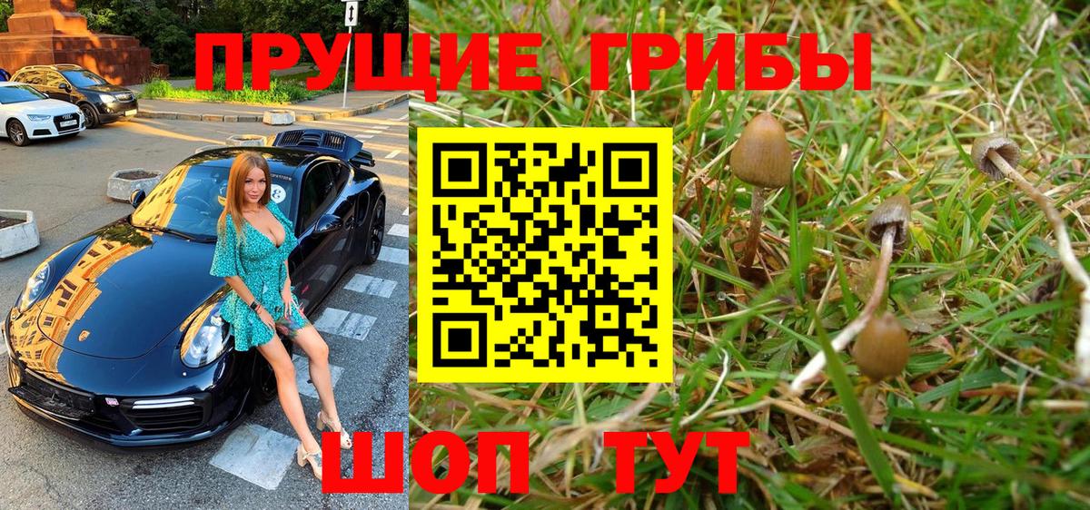 Псилоцибиновые грибы Psilocybe Новосибирск